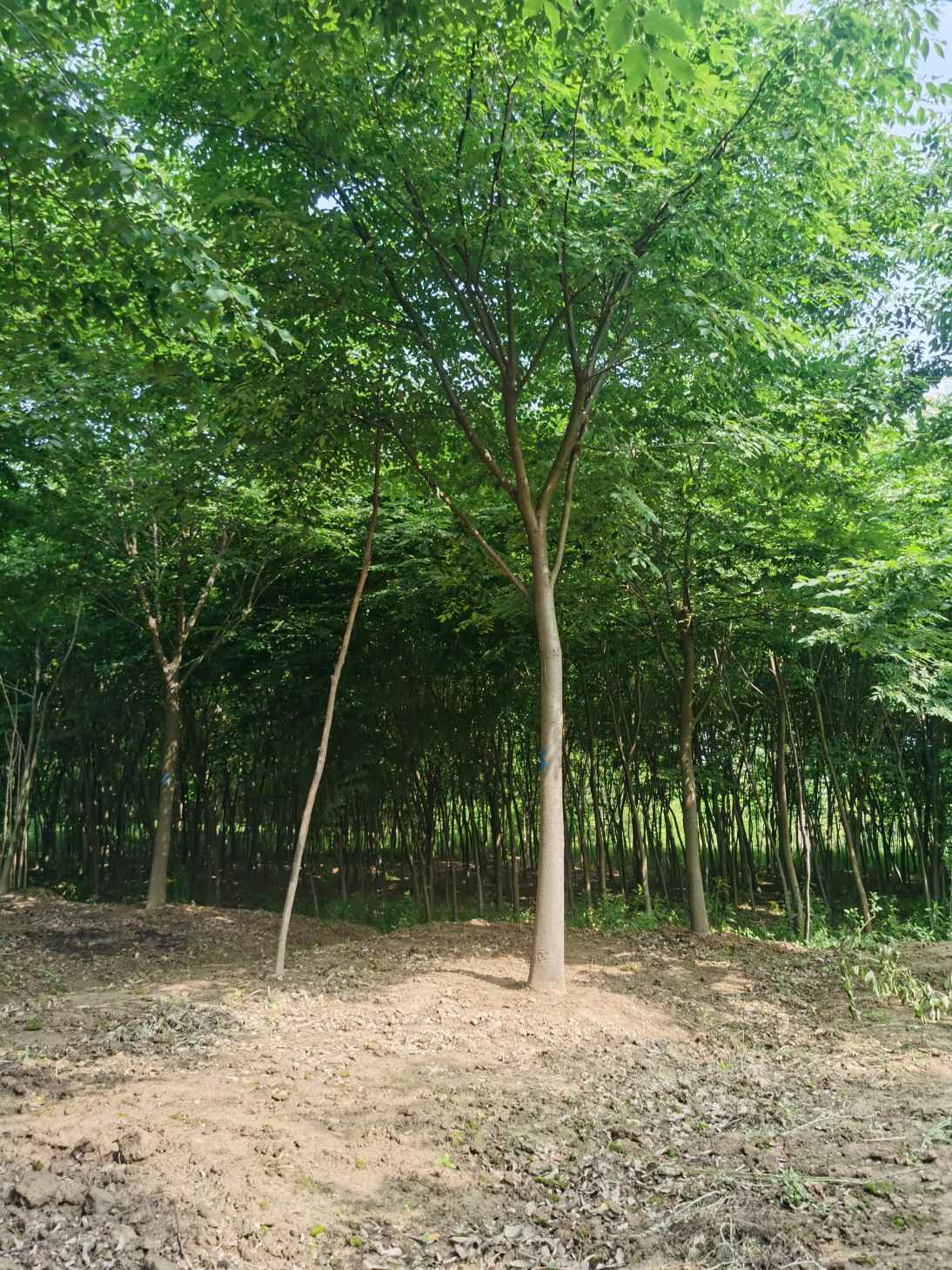 江苏镇江市杆径：12~32公分红榉树|红榉树价格|红榉树图片-中国苗木网miaomu.com