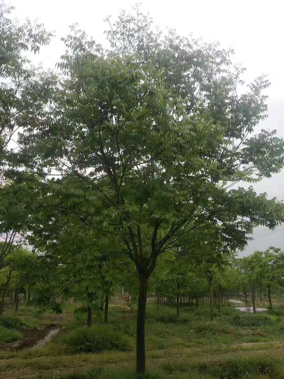 �޻���