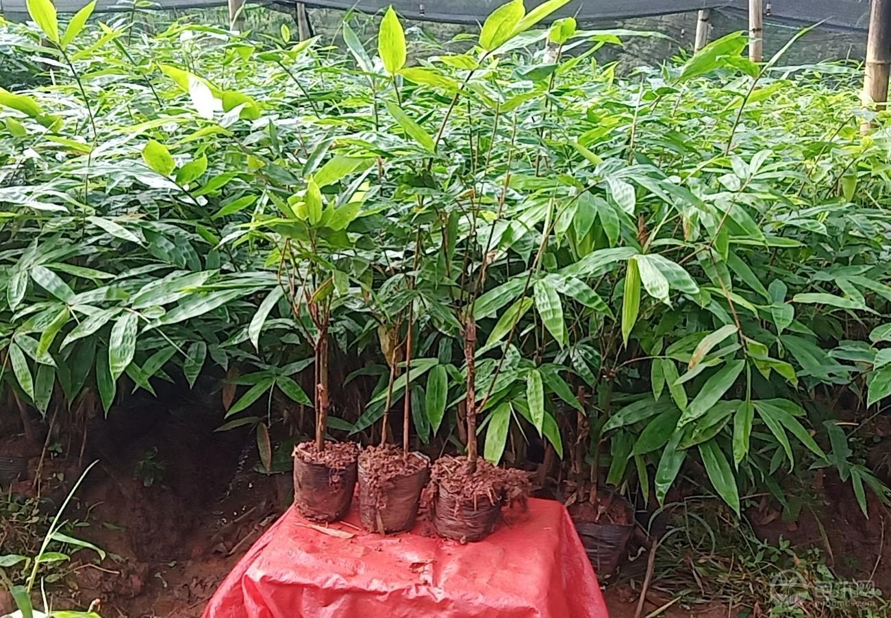 云南思茅市杆径:0~0公分甜龙竹|甜龙竹价格|甜龙竹图片-中国苗木网miaomu.com