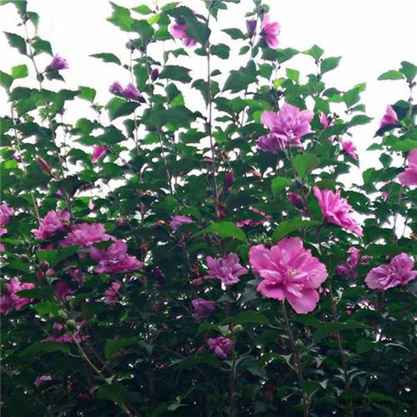 江苏宿迁市高度:200~150公分木槿苗|木槿苗价格|木槿苗图片-中国苗木网miaomu.com