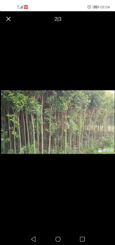 ��ҶŮ��